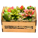 Caixote de Suculentas, Sabonete Perfumado