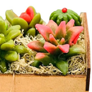 Caixote de Suculentas, Sabonete Perfumado